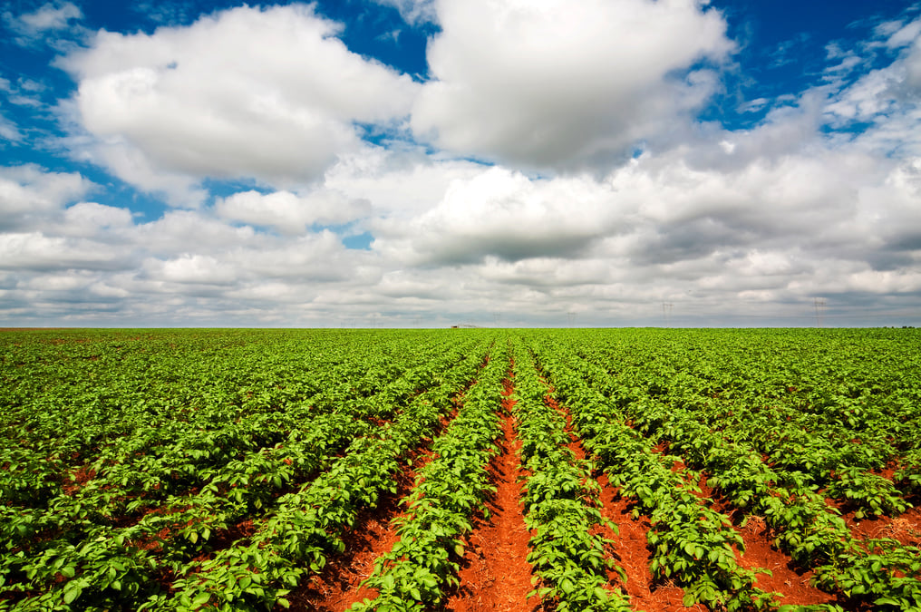 Agro-Plantação de Batata